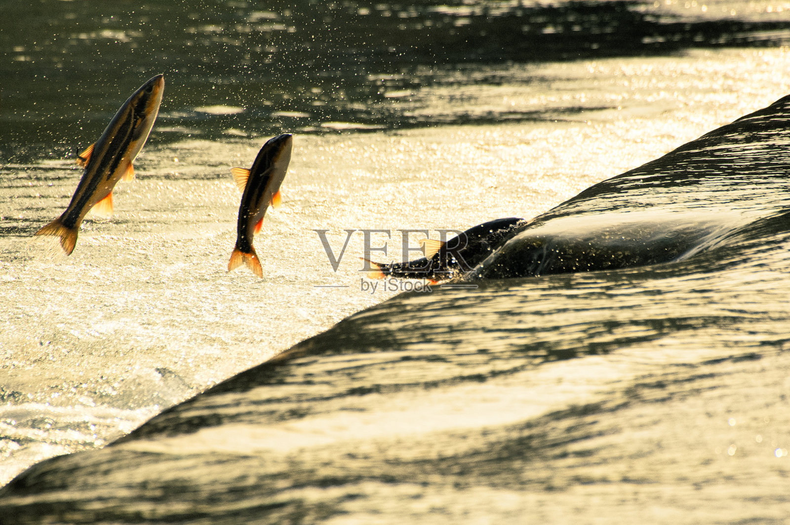 返回海面航段VD702照片摄影图片