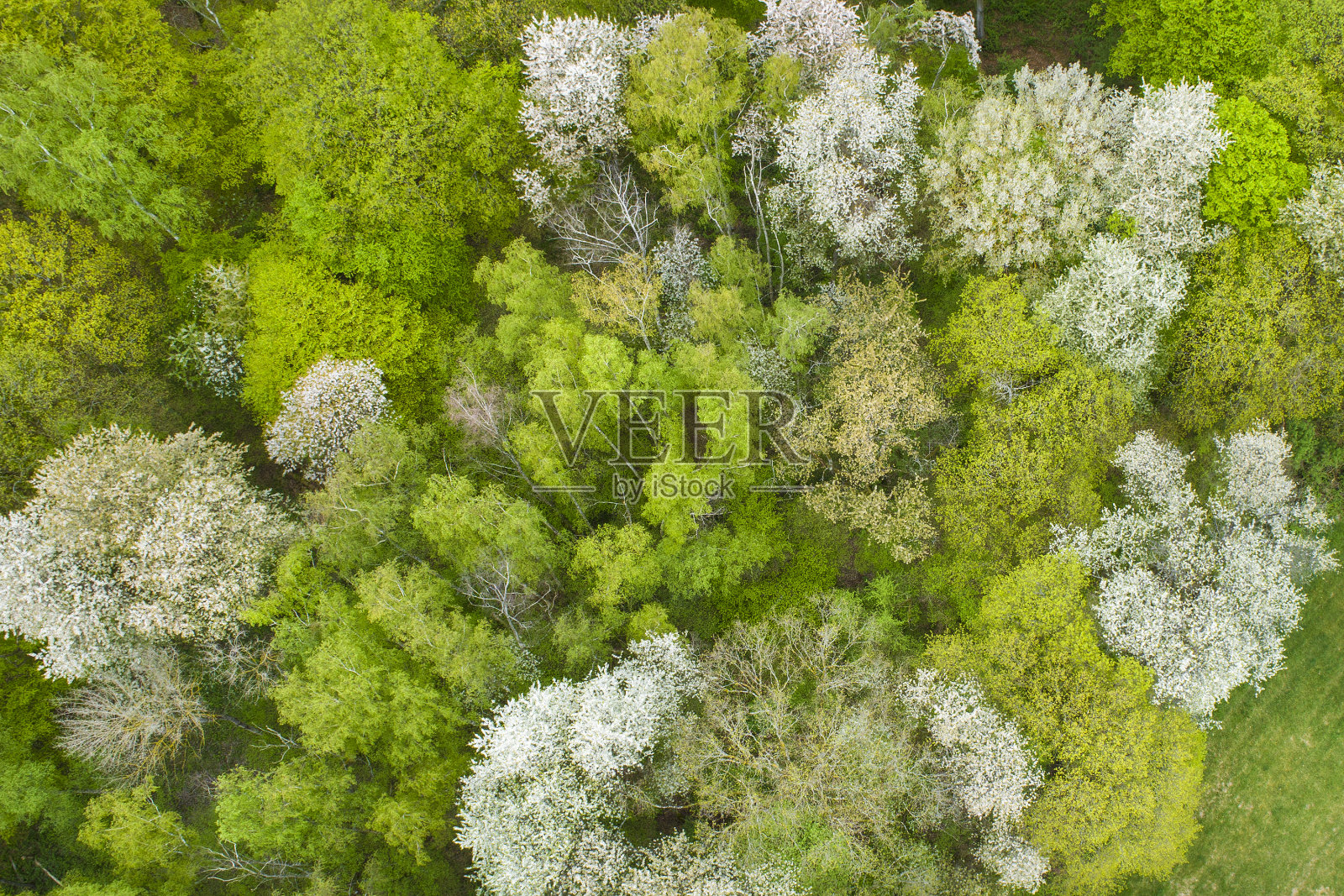 春季鸟瞰图中的树梢和森林照片摄影图片