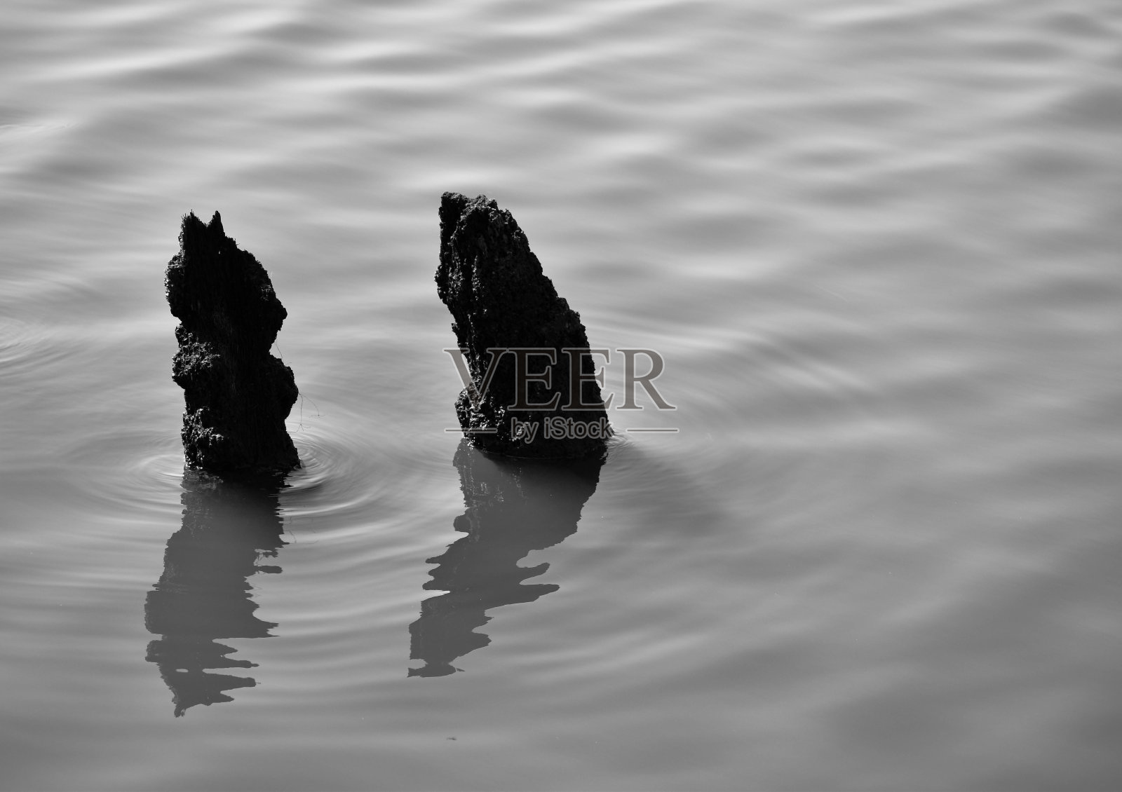 湖水中的树干，黑白相间照片摄影图片