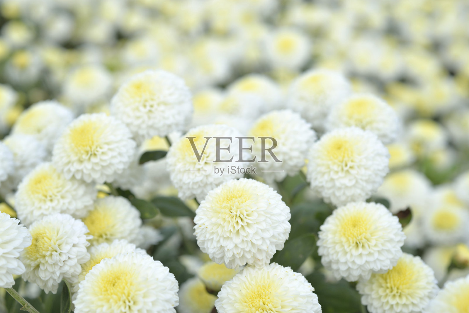 花店菊花台照片摄影图片