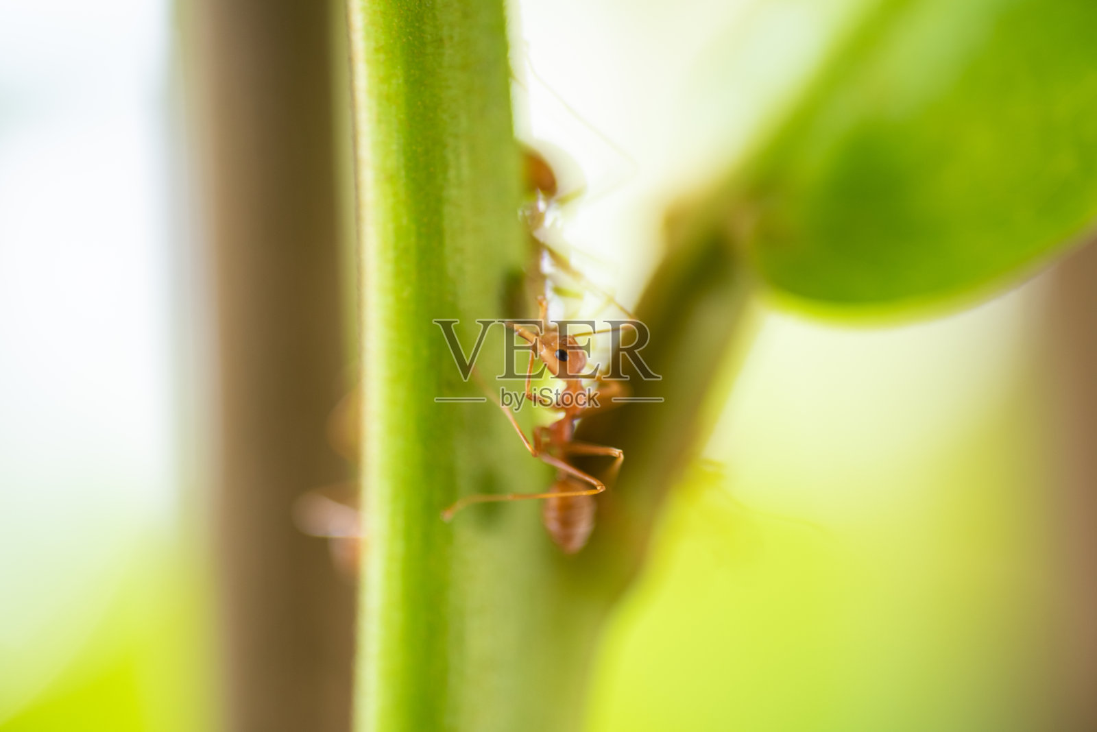 近距离蚂蚁在绿色的自然背景。照片摄影图片