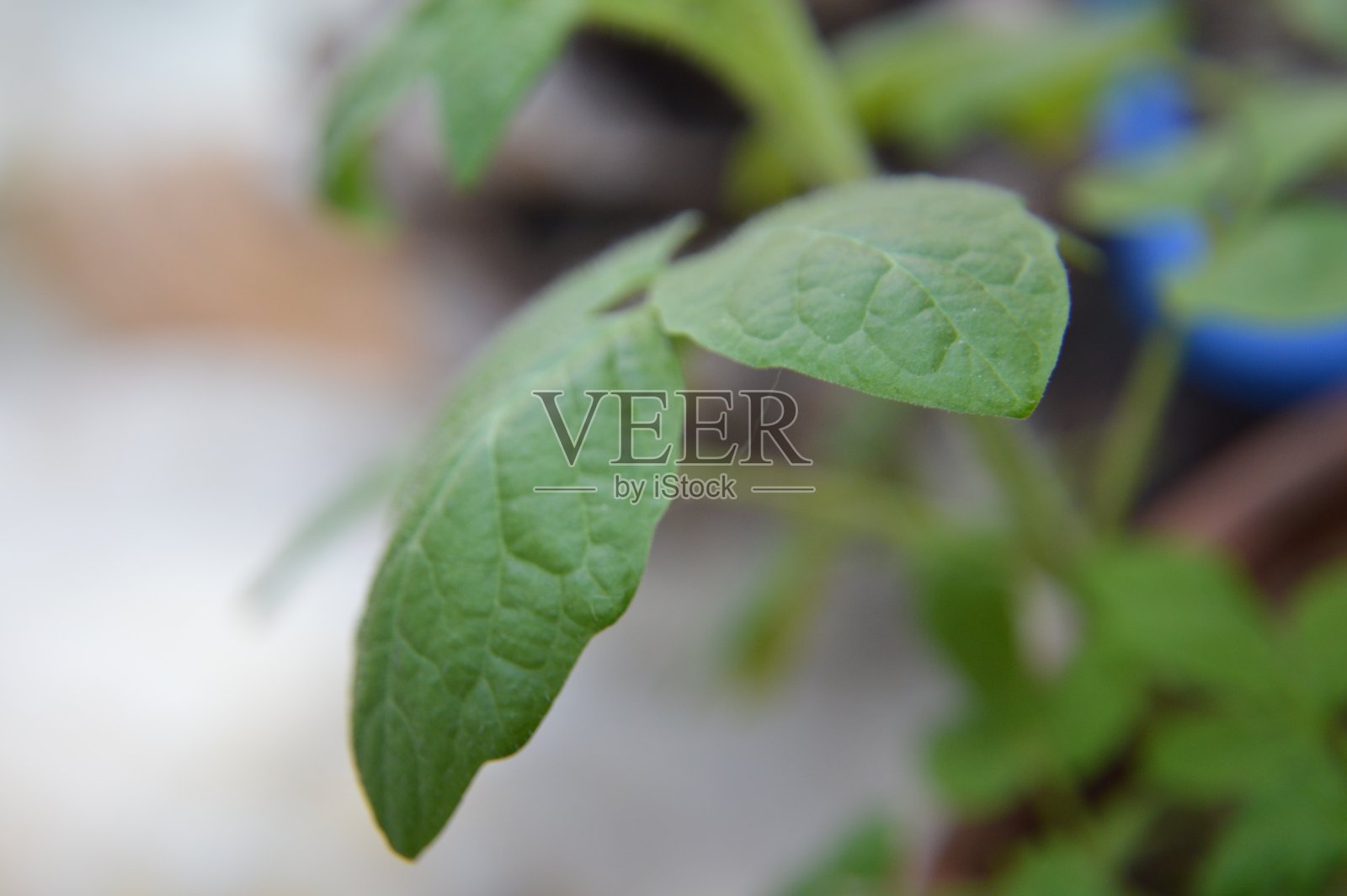 在花园中种植的蔬菜幼苗的微距拍摄照片摄影图片