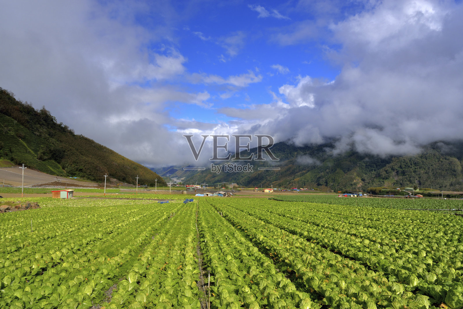 蔬菜场台湾照片摄影图片