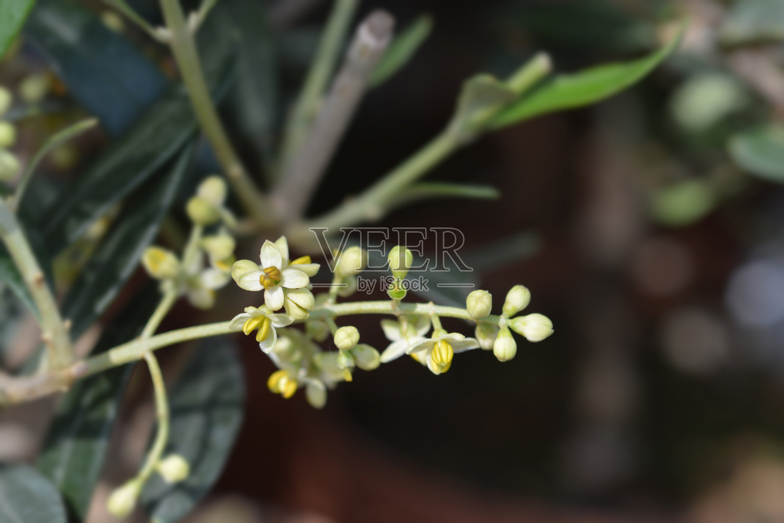 常见的橄榄照片摄影图片