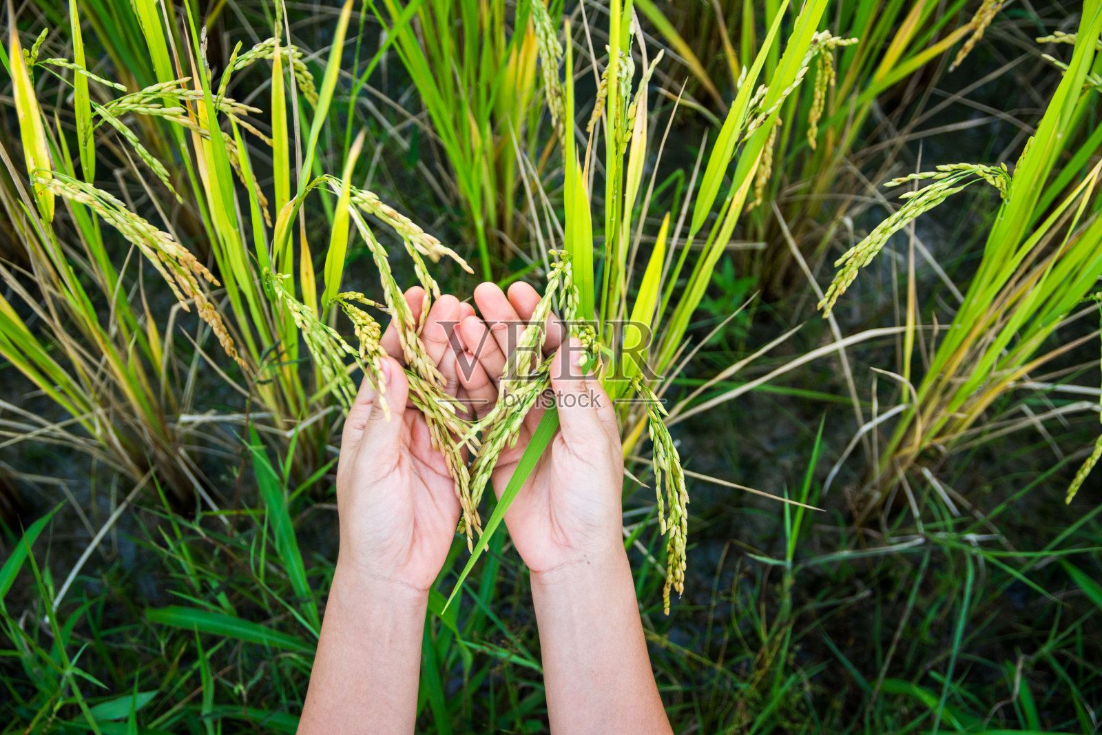 在稻田里用手触摸水稻照片摄影图片