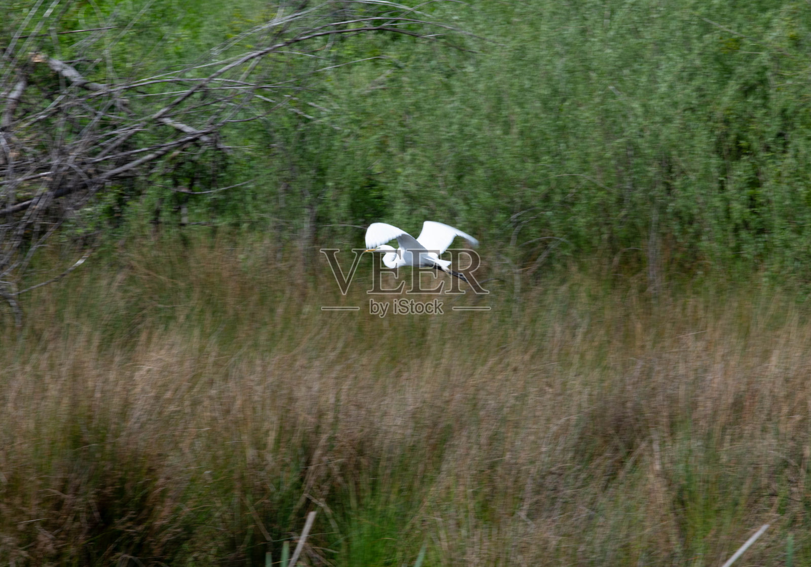 飞行中的白鹭照片摄影图片