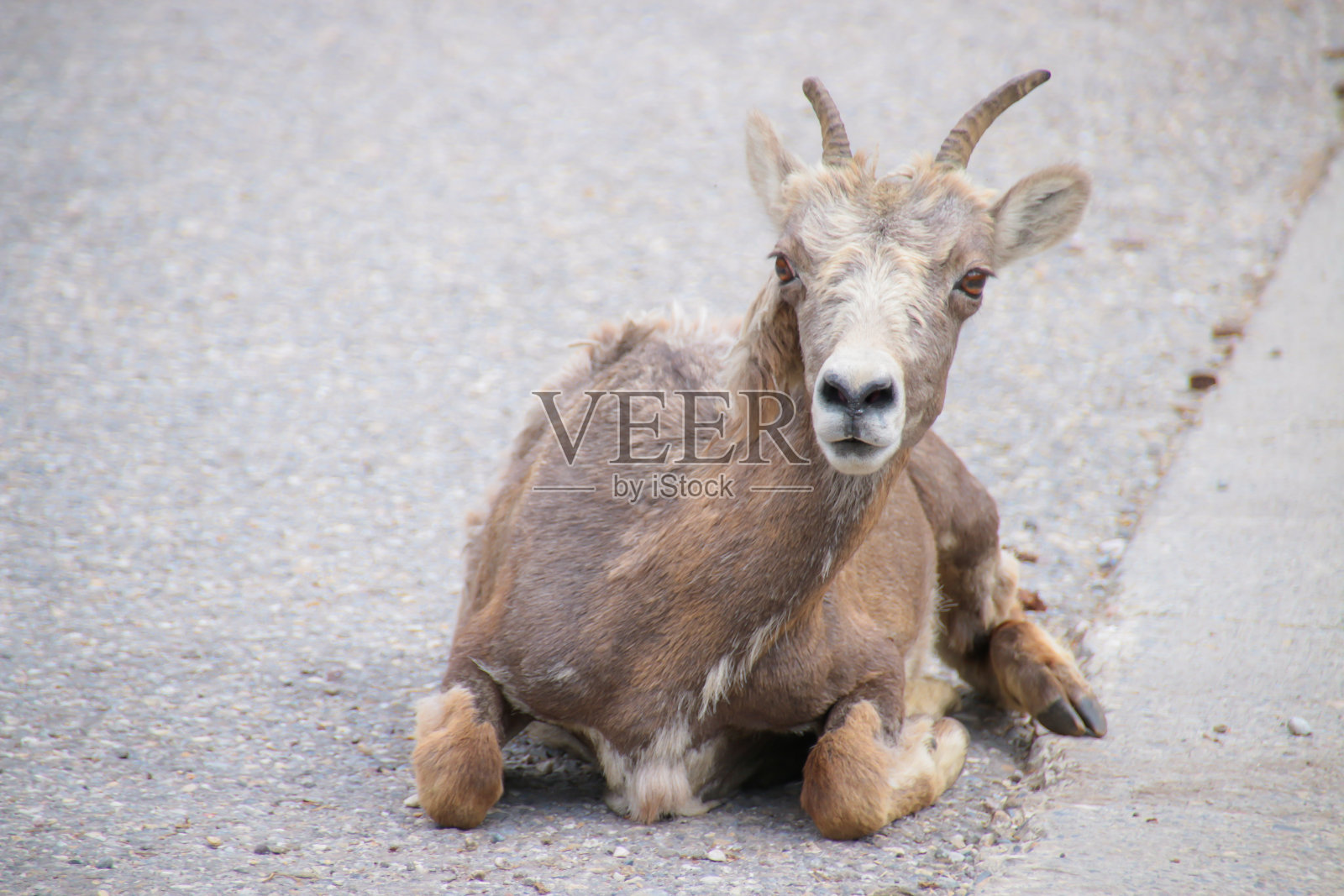 野生角羊在国家公园照片摄影图片