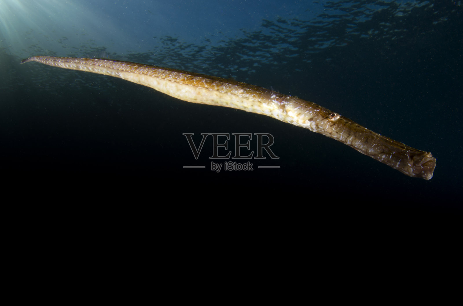 海鱼照片摄影图片