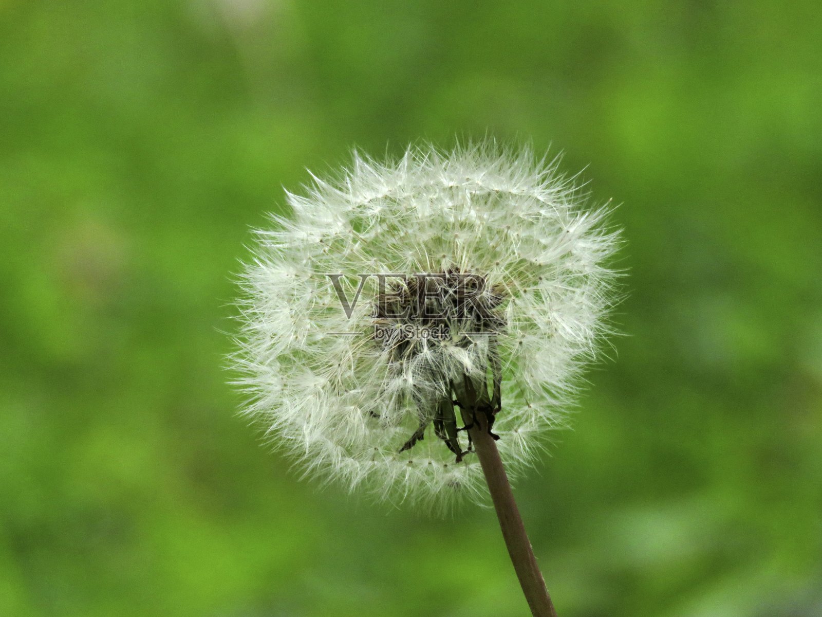 蒲公英的特写照片摄影图片