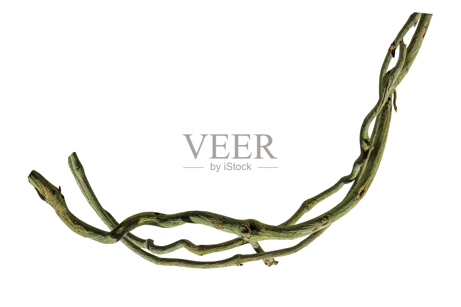 木根。螺旋扭曲的丛林树枝，藤本植物孤立在白色背景，自然框架丛林边界，花的设计。包括剪切路径。高清图像和大分辨率。可以用作墙纸吗照片摄影图片