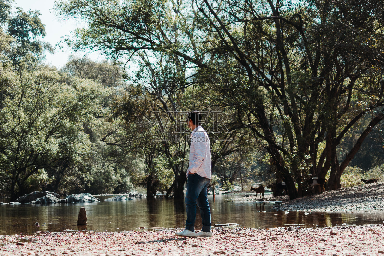 印度男模特站在古吉拉特邦河边的波罗森林前，印度照片摄影图片