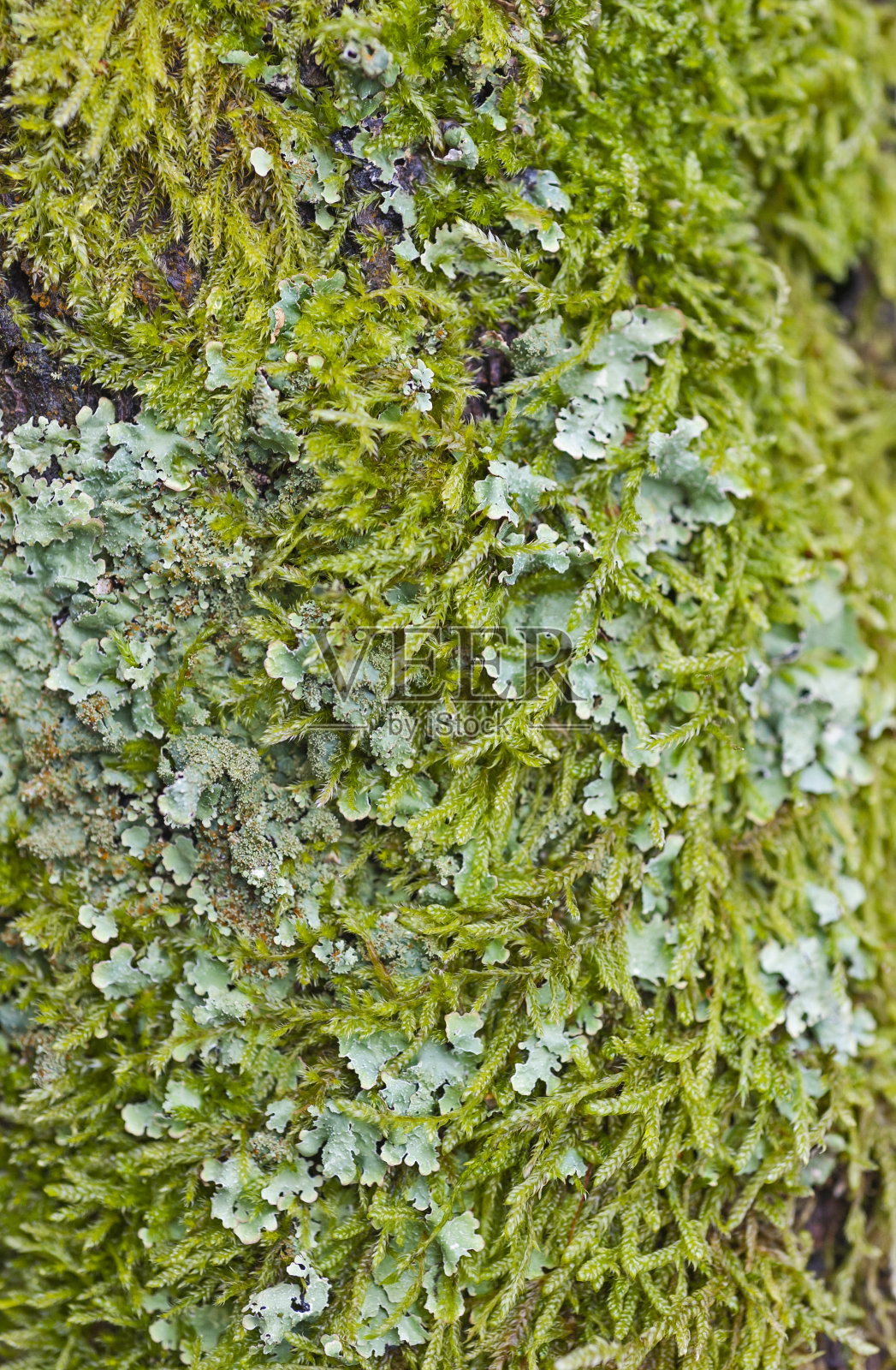 地衣生长在树干上的特写细节照片摄影图片