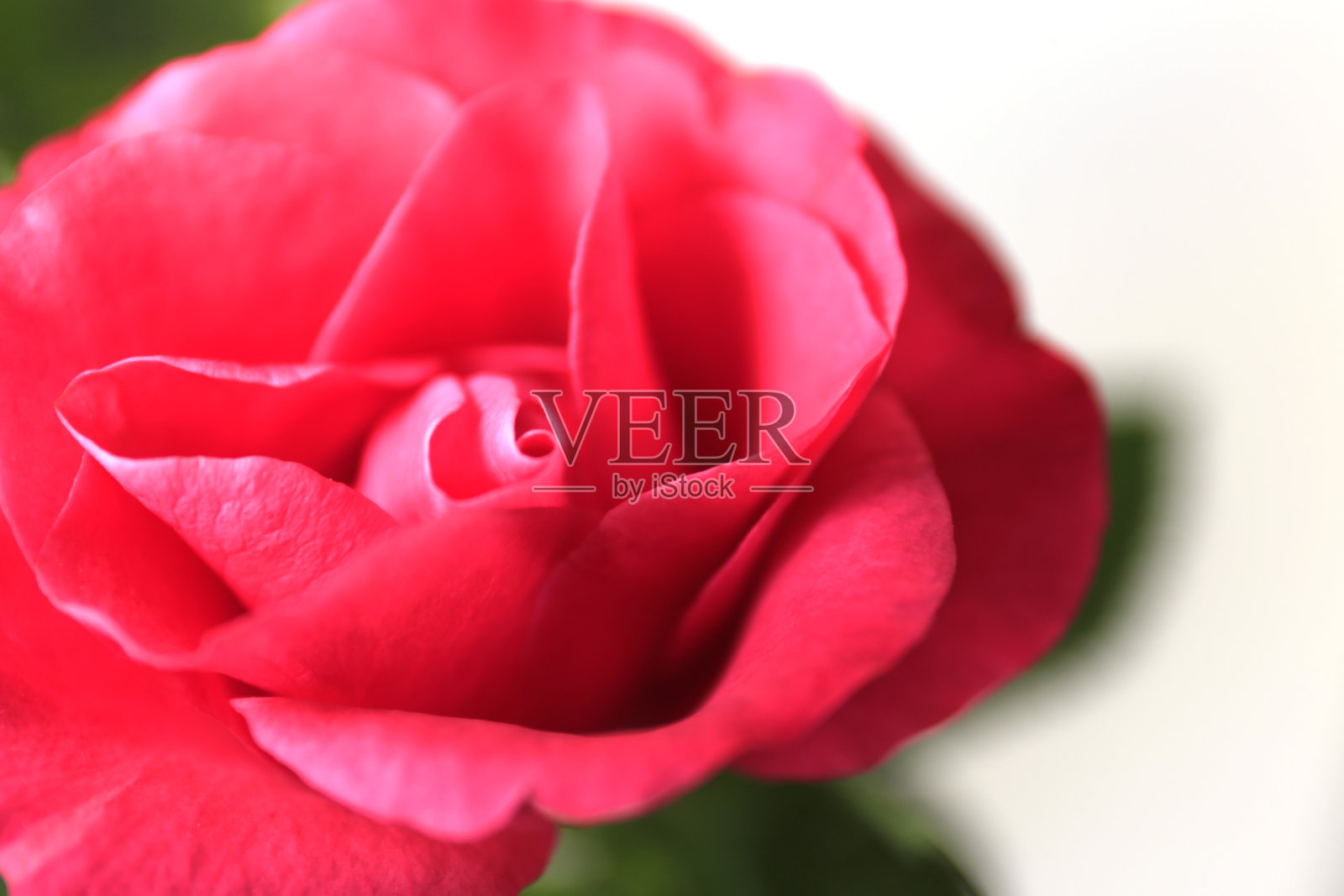 红玫瑰照片摄影图片