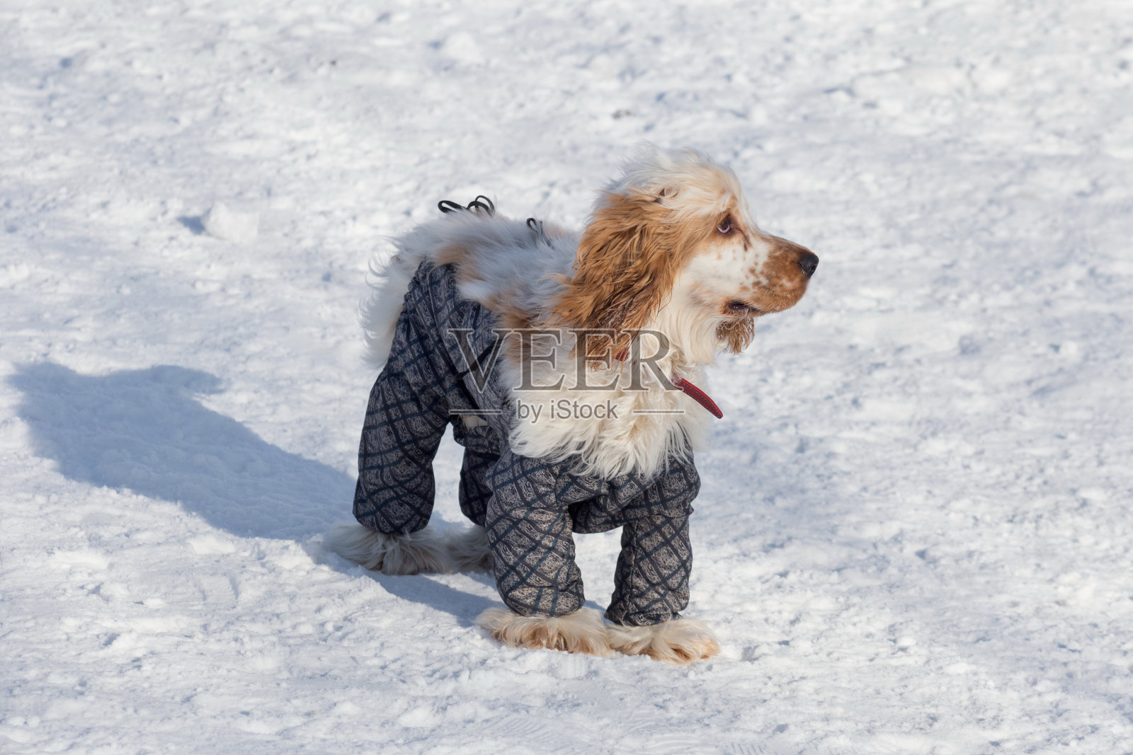 可爱的英国可卡犬穿着漂亮的宠物衣服站在冬天的公园里。宠物的动物。照片摄影图片