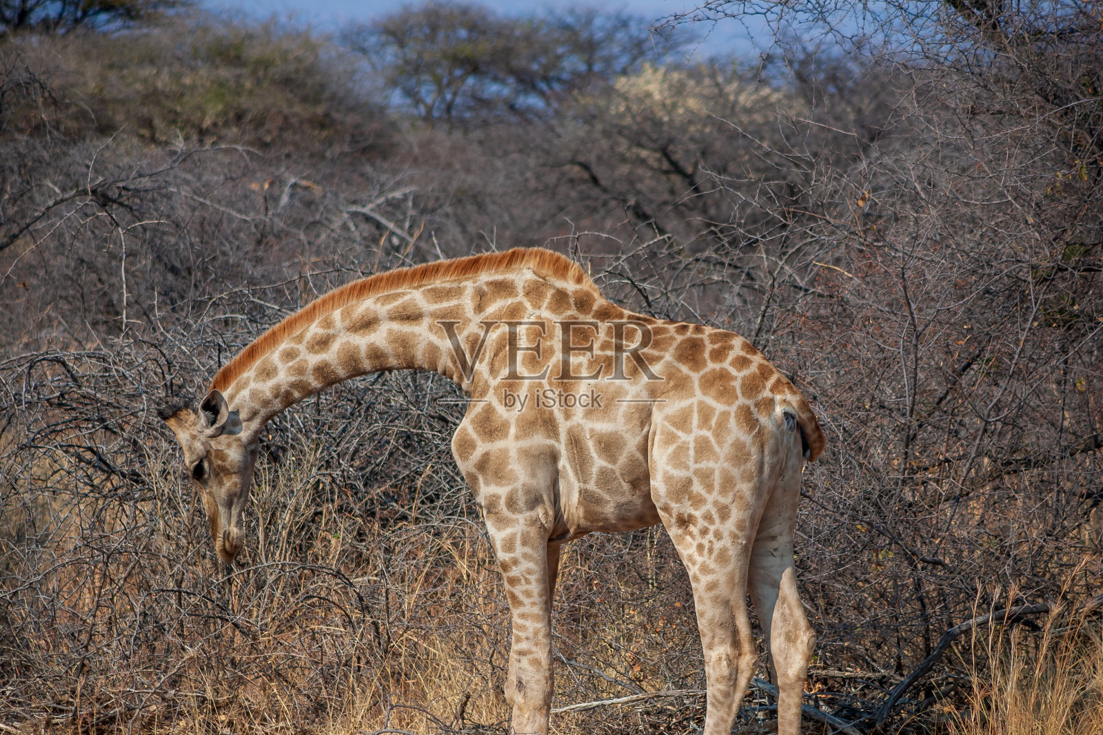 纳米比亚埃托沙国家公园里一只孤单的长颈鹿照片摄影图片
