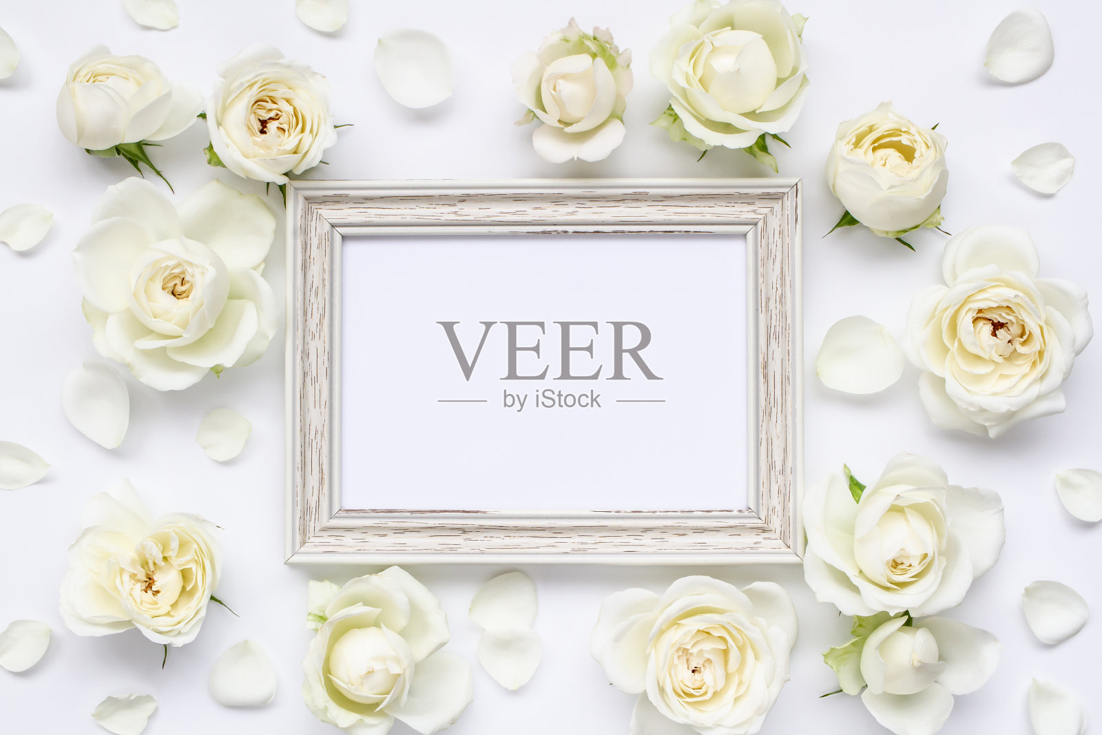 白玫瑰框架照片摄影图片