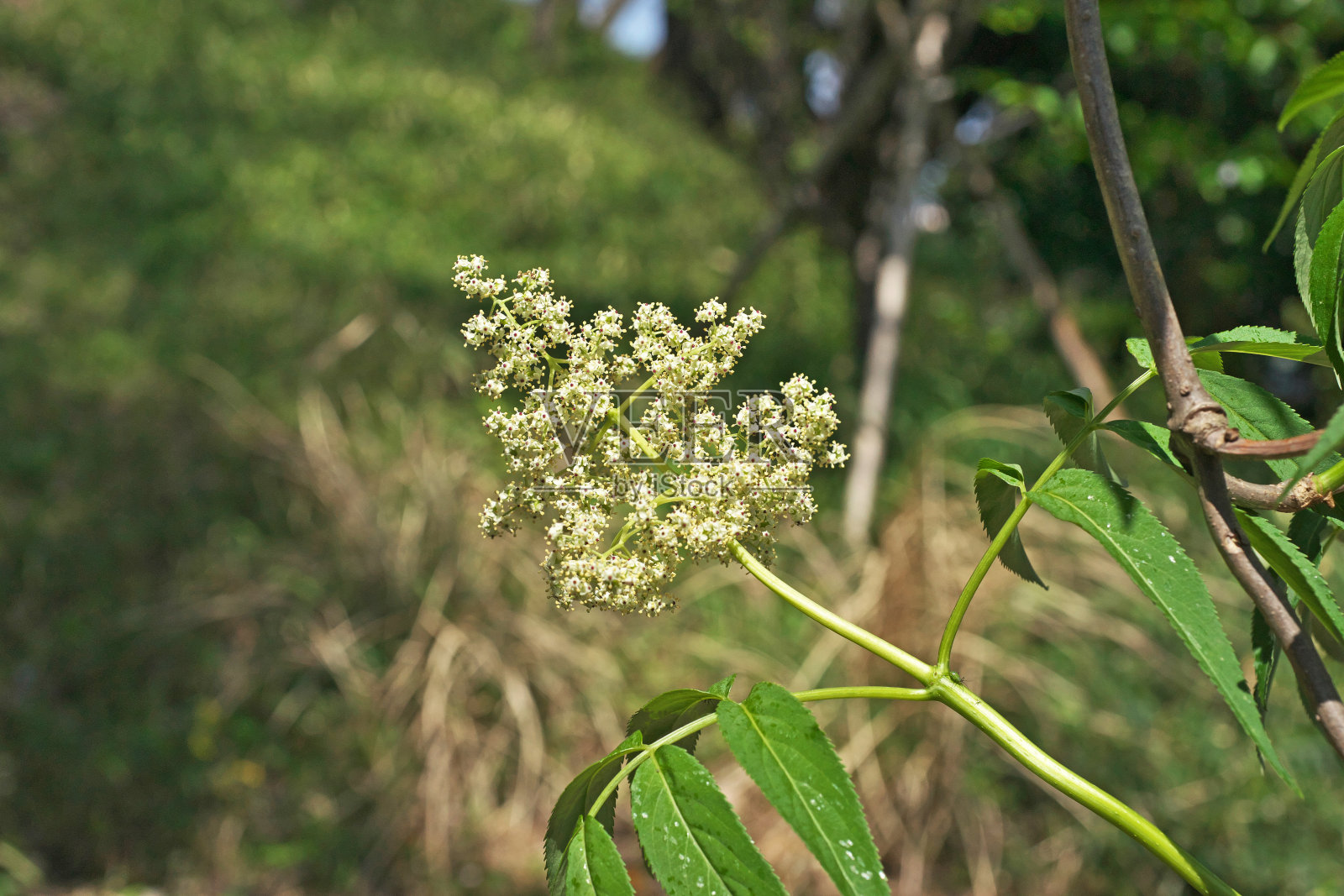 田野上开花植物的特写照片摄影图片