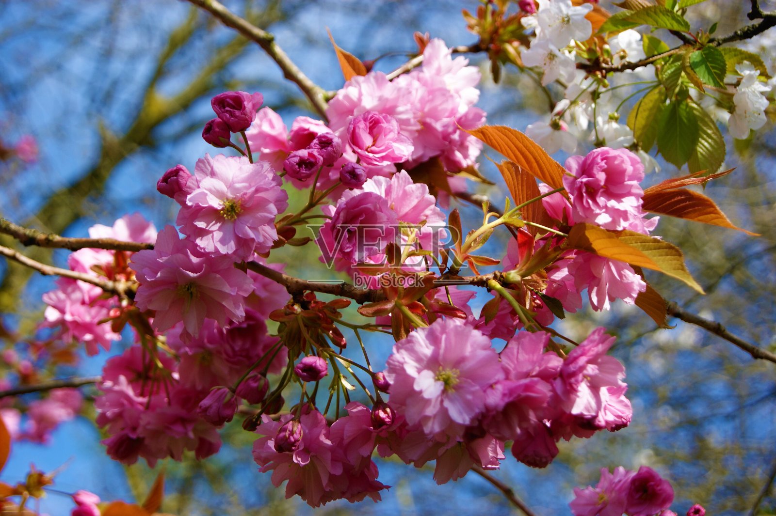 樱花。照片摄影图片