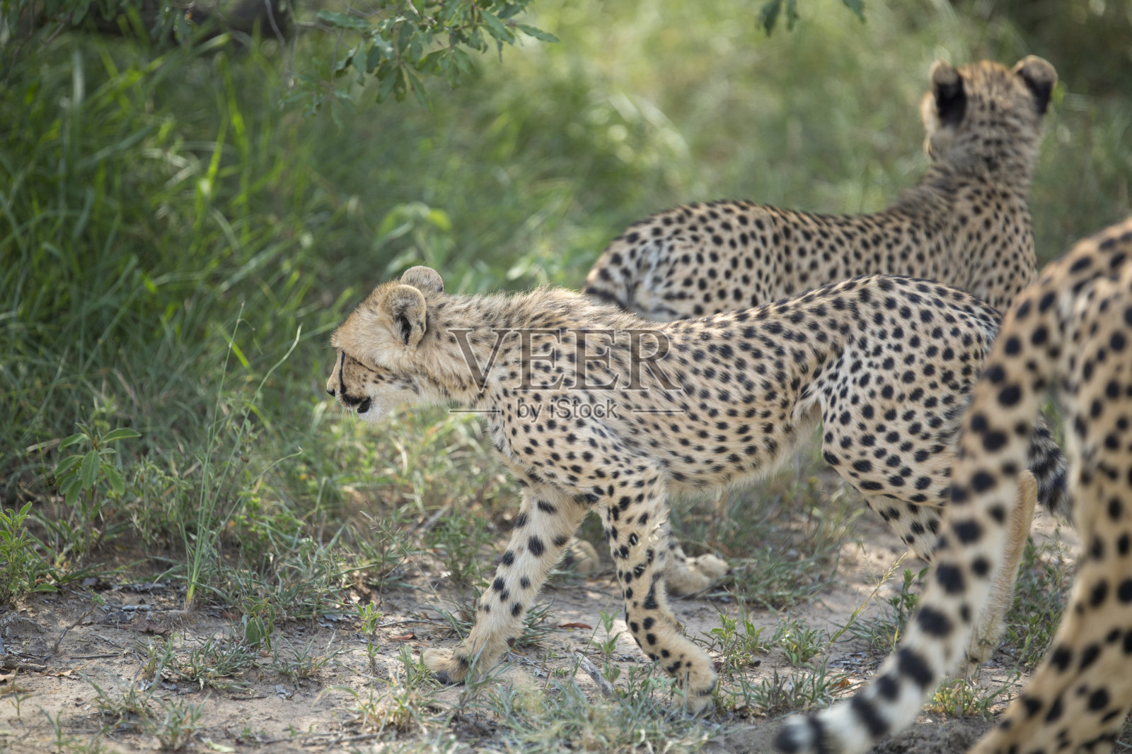 一只雌猎豹和她的孩子照片摄影图片