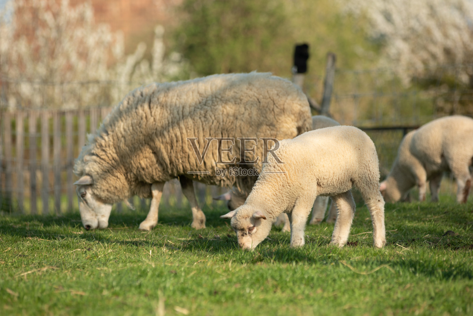 公园里的绵羊照片摄影图片