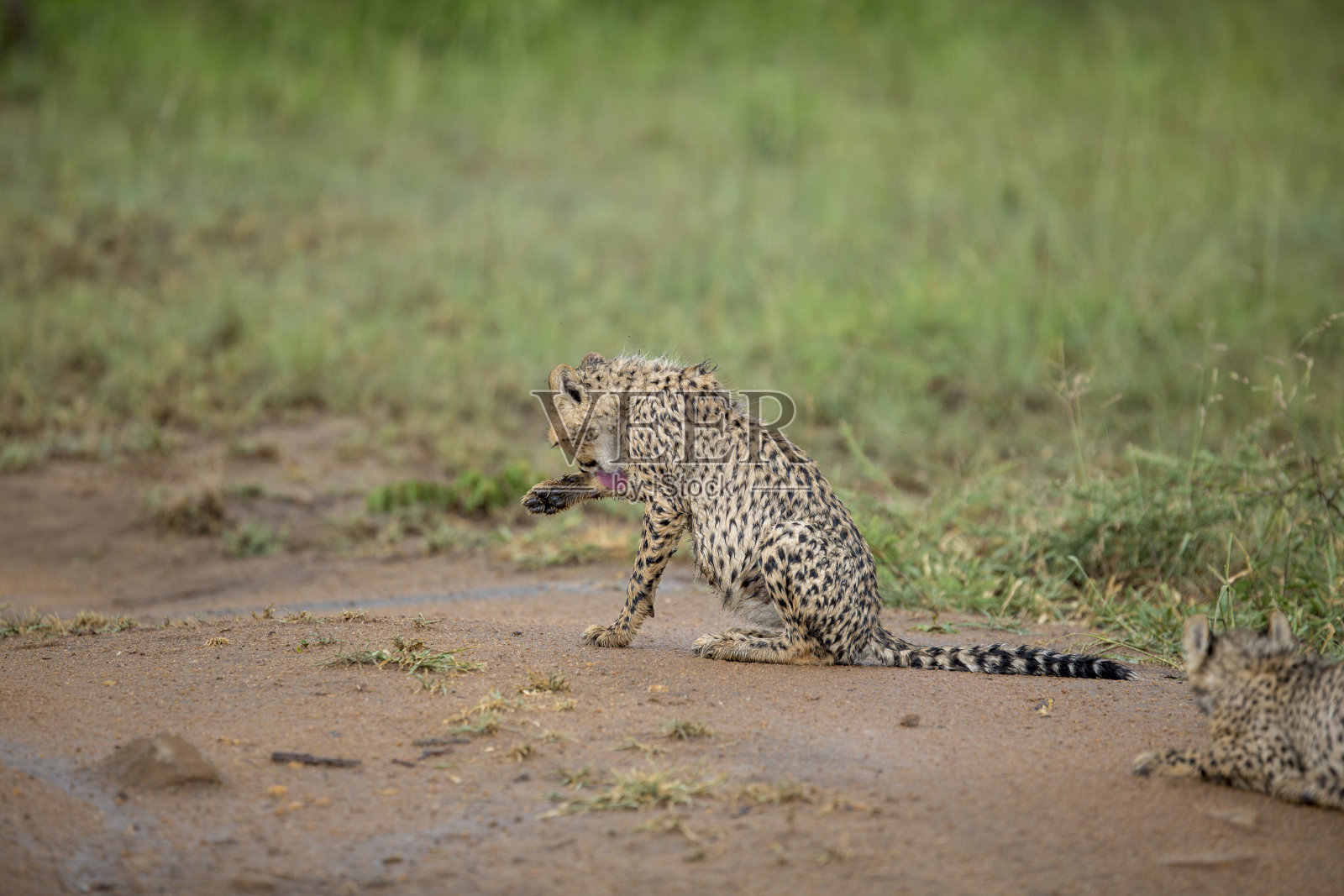 一只雌猎豹和她的孩子照片摄影图片