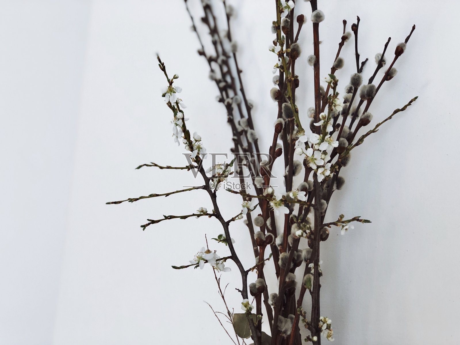 春天的柳芽和花枝在白色的背景上照片摄影图片