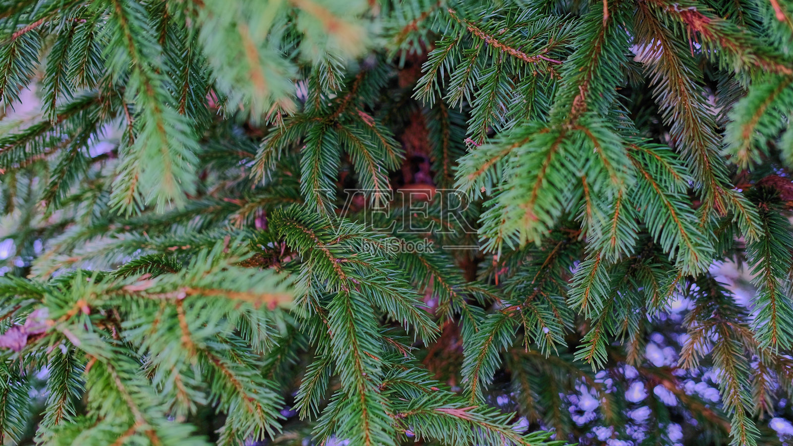 雪背景上的云杉树枝照片摄影图片