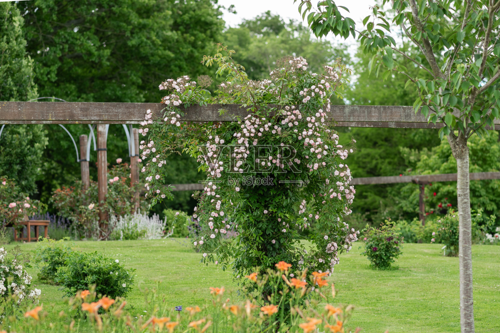 粉红色的玫瑰悬挂在花园里。暂停了玫瑰照片摄影图片