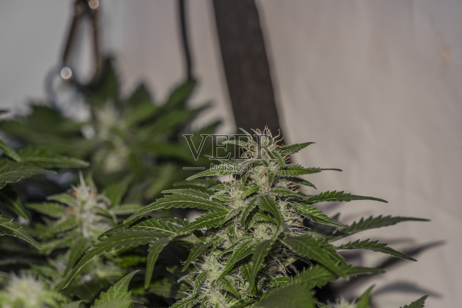 汽车白色的俄罗斯大麻品种花与幼开花室内照片摄影图片