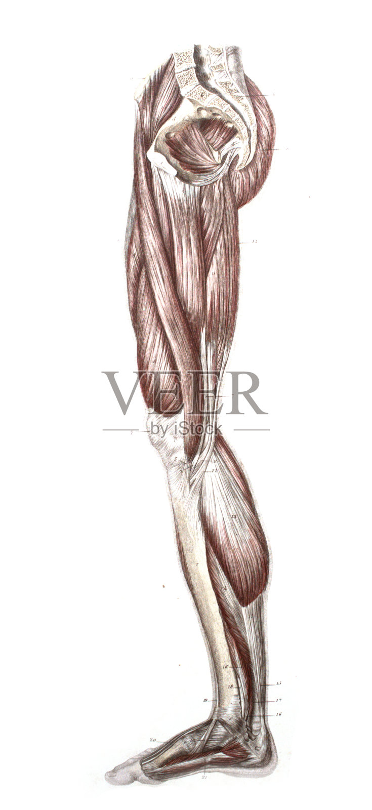 k·e·博克的《人体解剖学地图集》，1875年，圣彼得堡插画图片素材