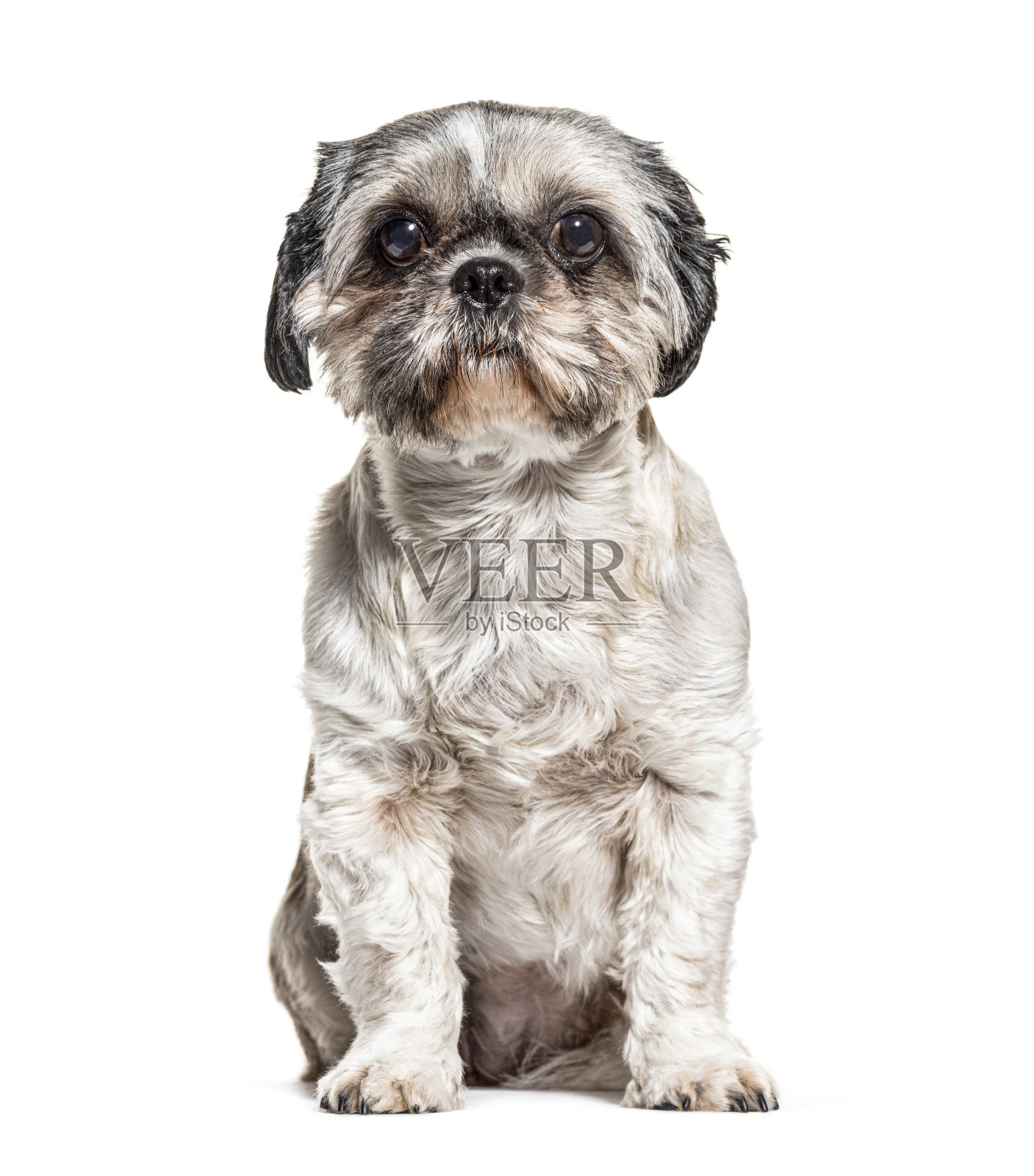 狮子狗坐着，孤立在白色上照片摄影图片