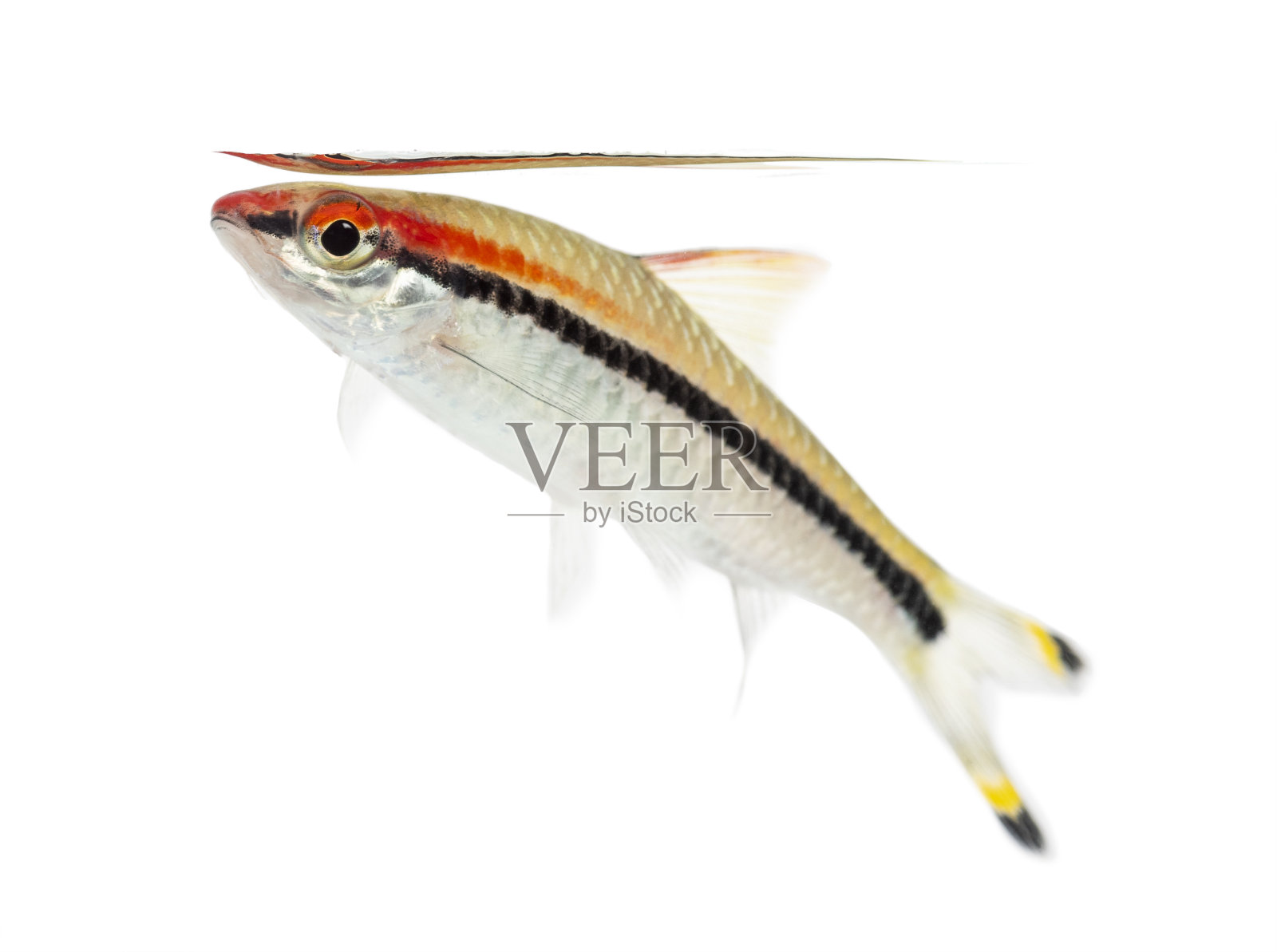 丹尼森的倒钩浮出，鱼，丹尼森鱼，孤立在白色照片摄影图片