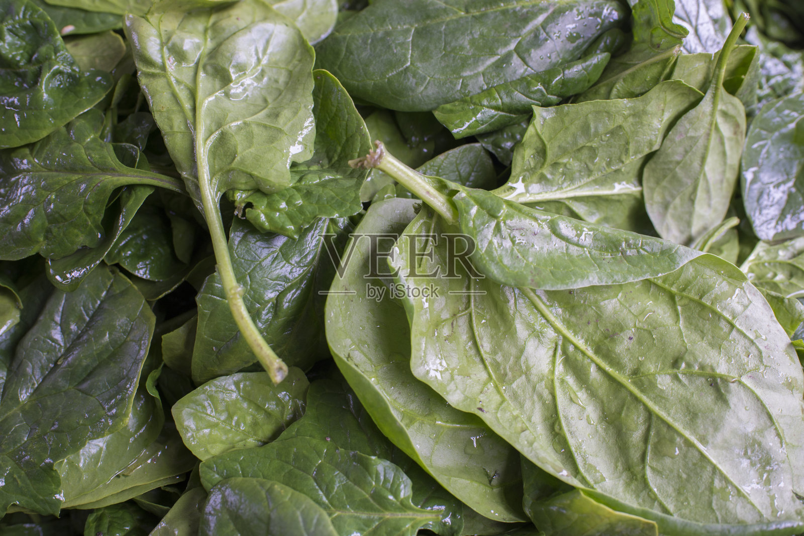 菠菜叶是极好的食物照片摄影图片