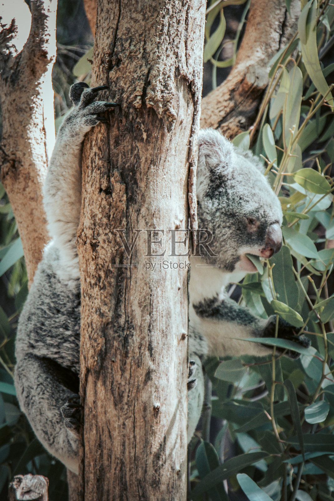 考拉熊在树上吃东西照片摄影图片