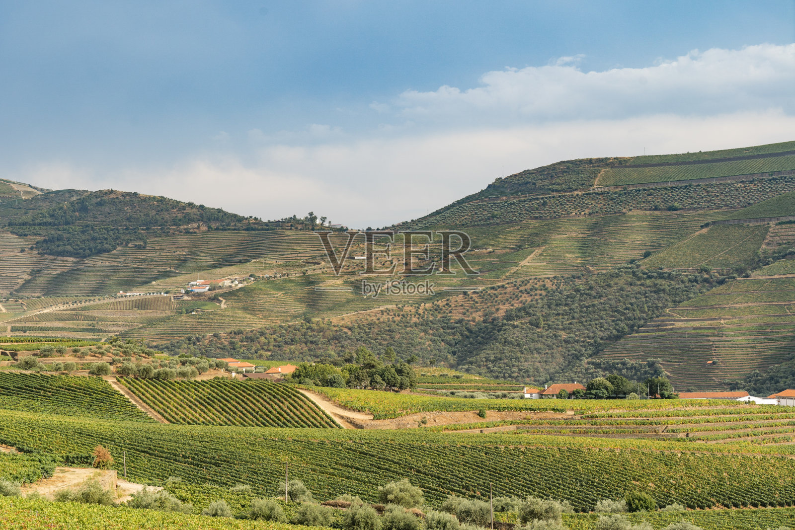 杜罗河谷的葡萄园照片摄影图片