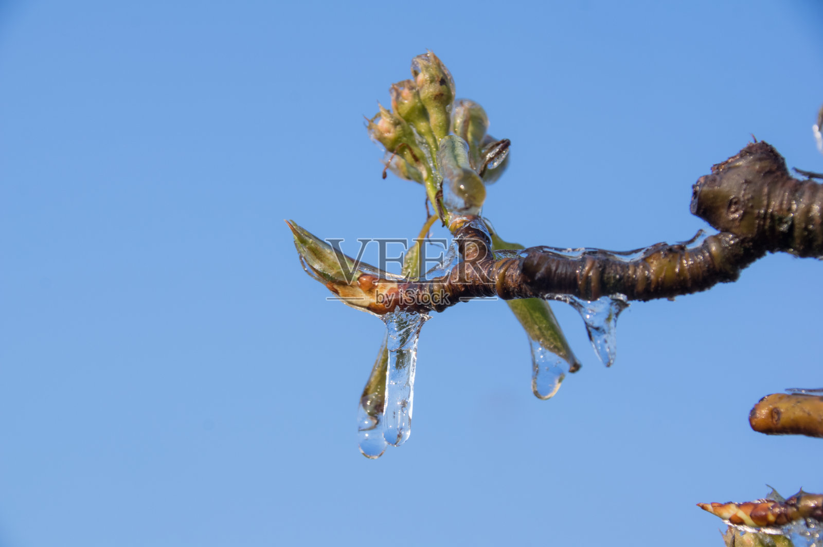 防冻果园照片摄影图片