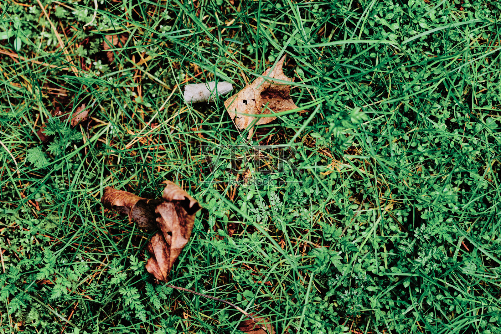 未开垦的自然系列，森林地面清理照片摄影图片