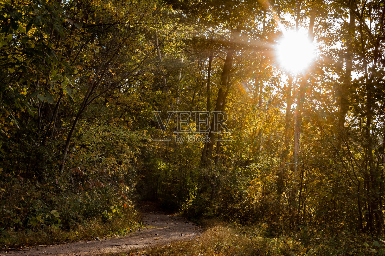 通路在森林照片摄影图片