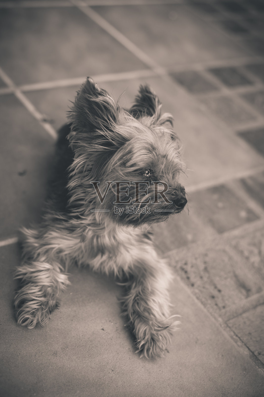 可爱的约克郡犬照片摄影图片