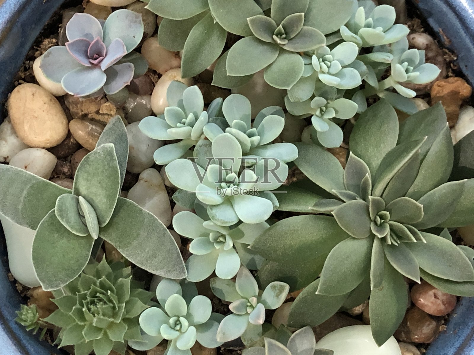 多汁的植物照片摄影图片