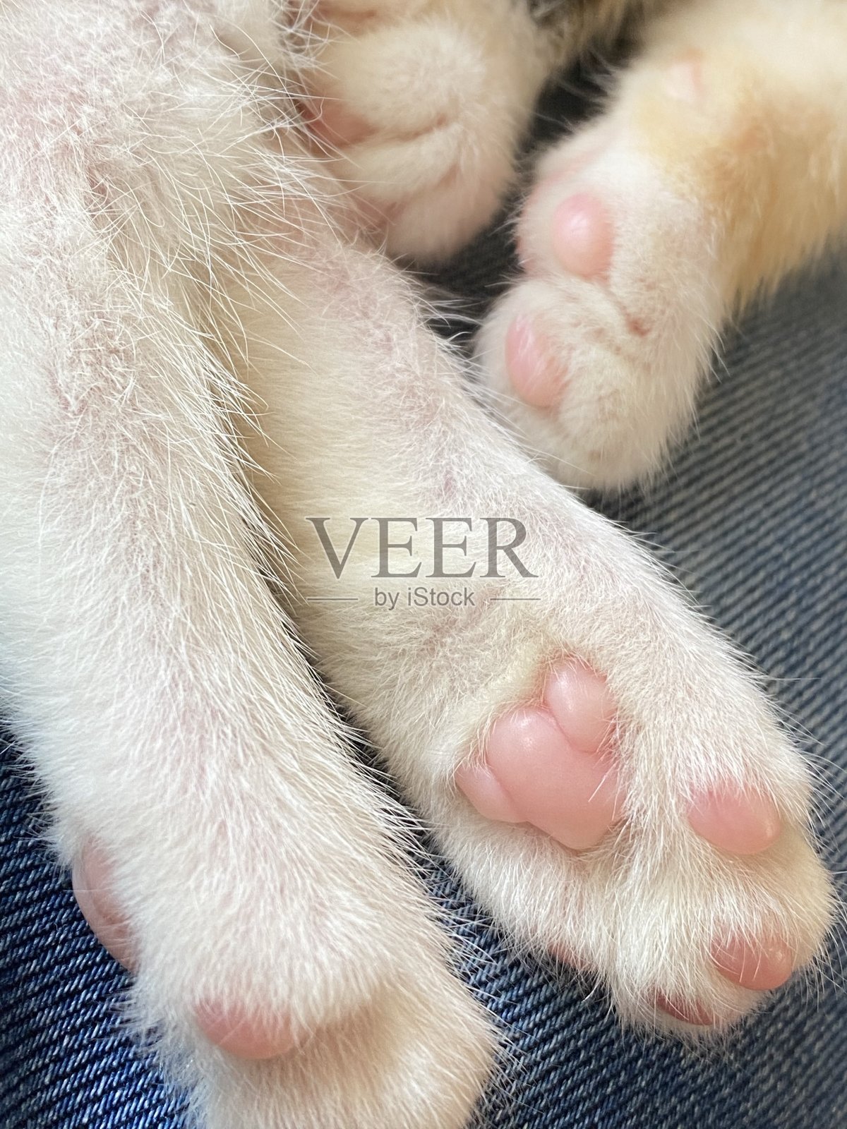 小猫咪的爪子照片摄影图片