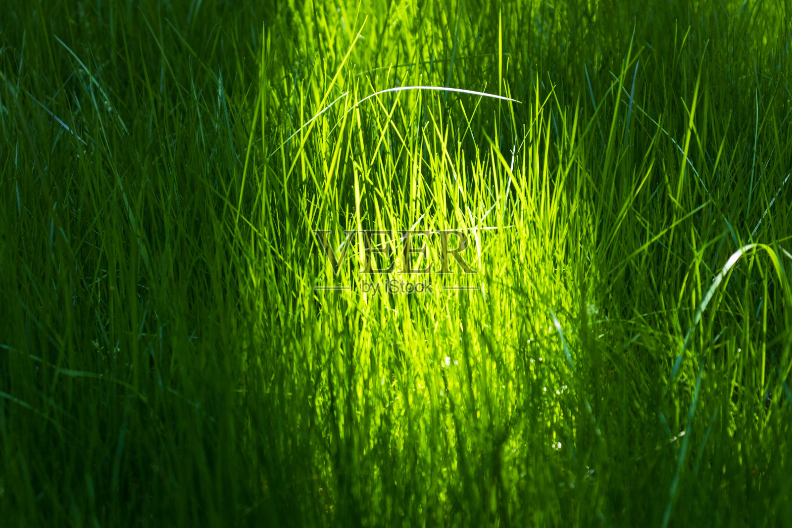 草原照片摄影图片