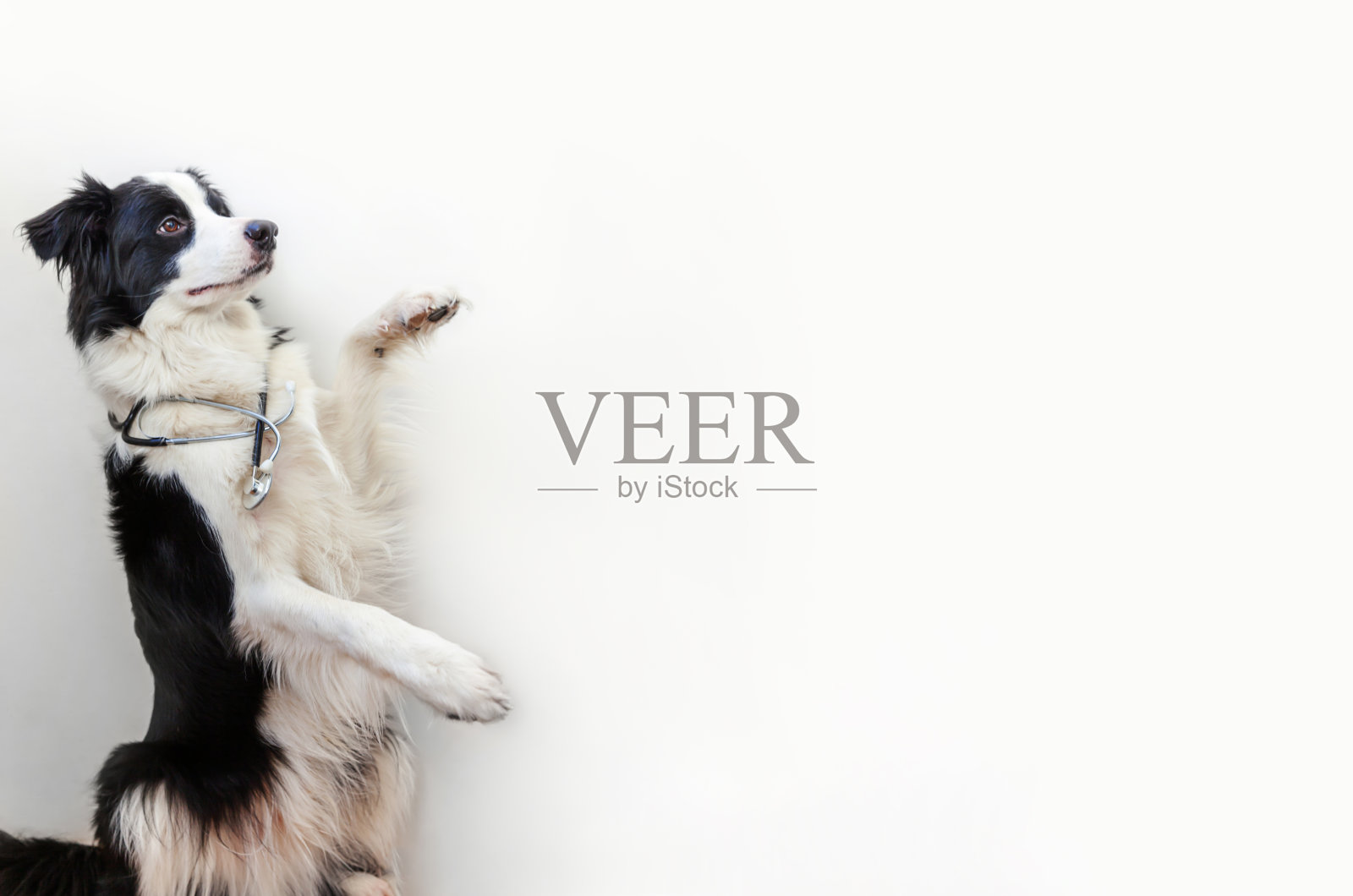 小狗边境牧羊犬与听诊器孤立在白色背景。小狗在兽医诊所接待兽医。宠物保健和动物概念照片摄影图片