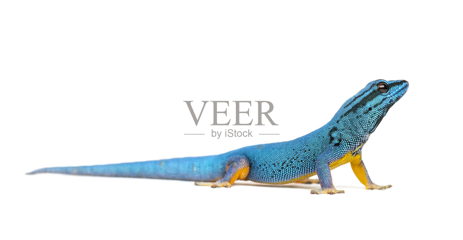 电光蓝壁虎，Lygodactylus williamsi，分离照片摄影图片