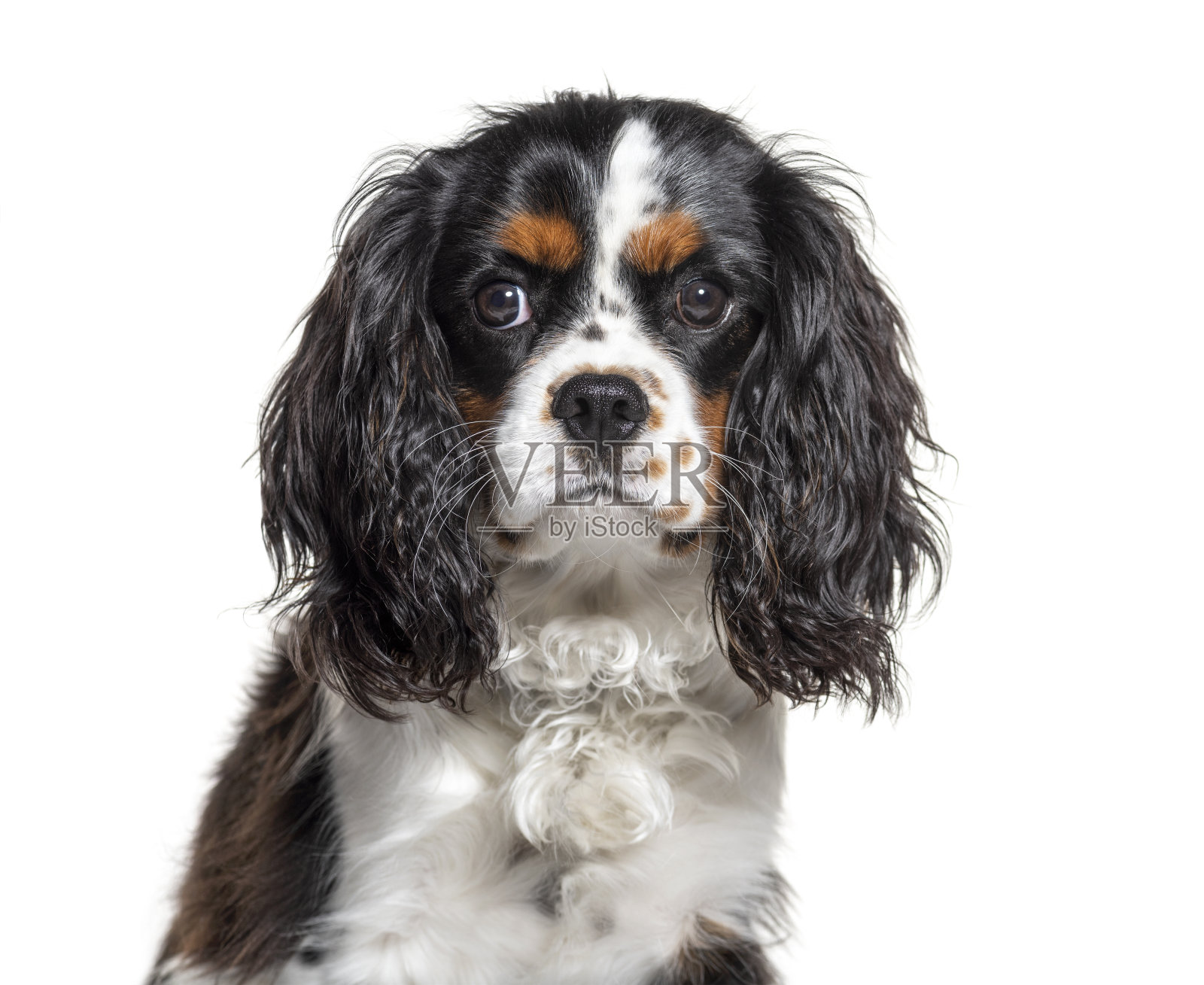 骑士国王查尔斯的头像，被白衣隔离照片摄影图片