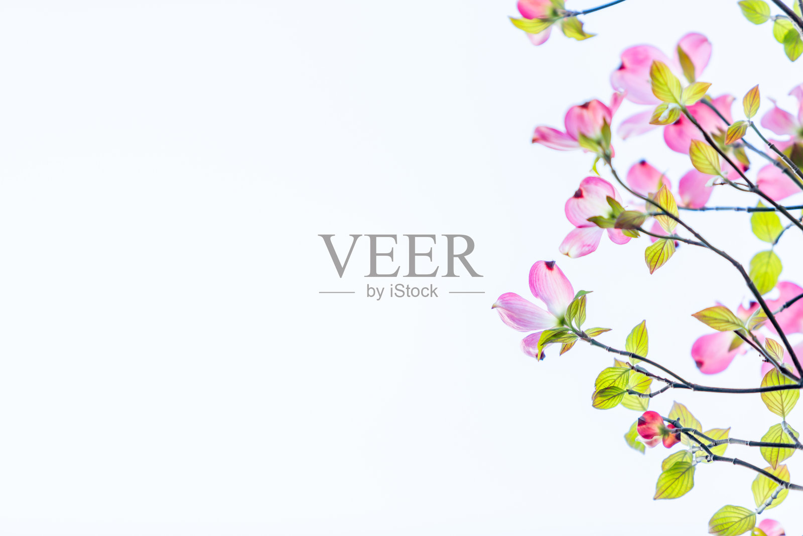 山茱萸照片摄影图片