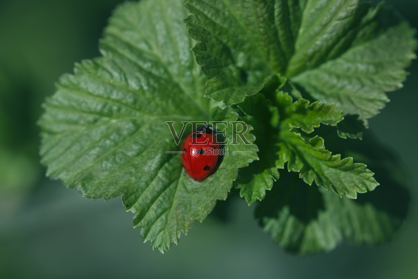 瓢虫在绿色的叶子和绿色的背景。瓢虫坐在一片绿叶上照片摄影图片