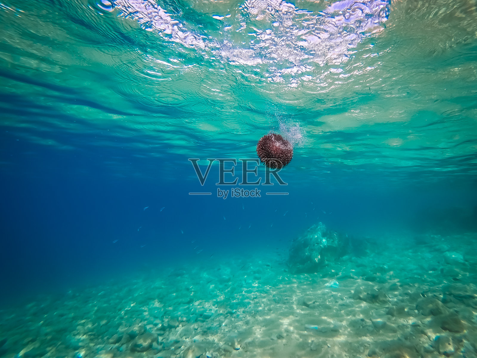 达尔马提亚亚得里亚海中的海胆照片摄影图片