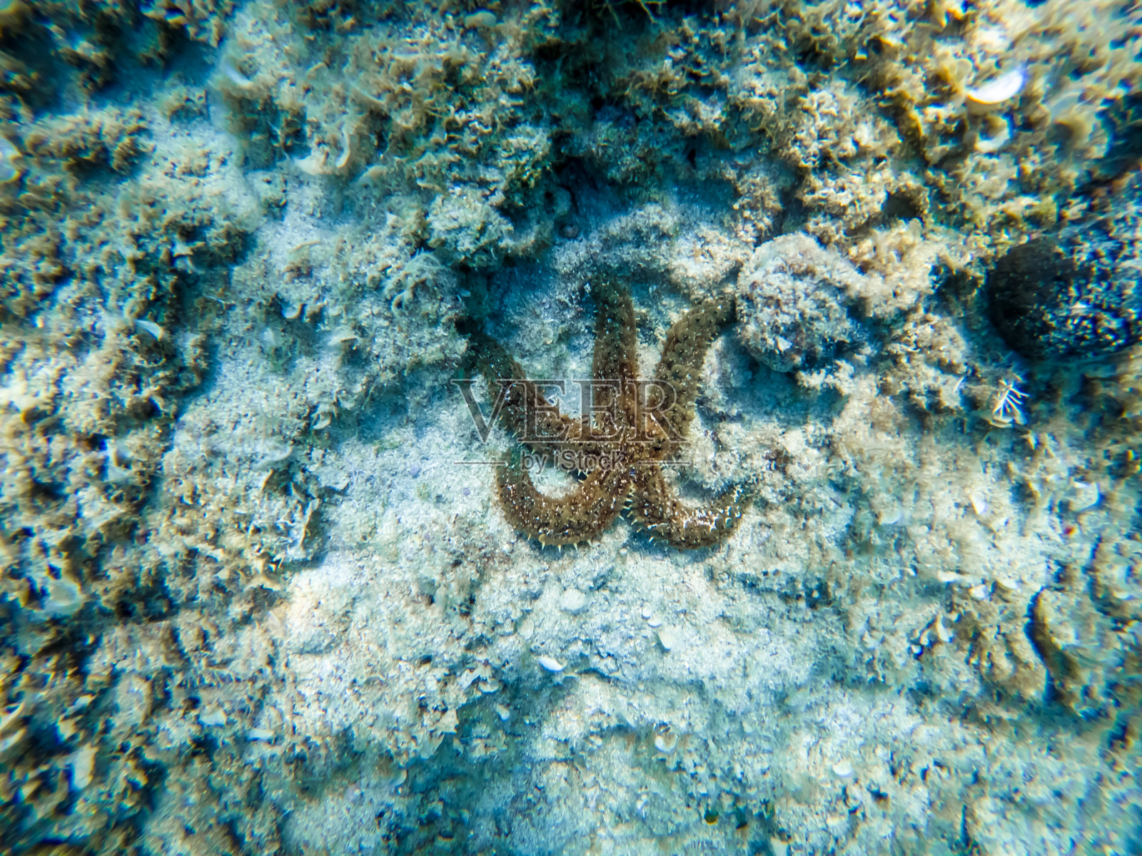 亚得里亚海海床上的海星照片摄影图片