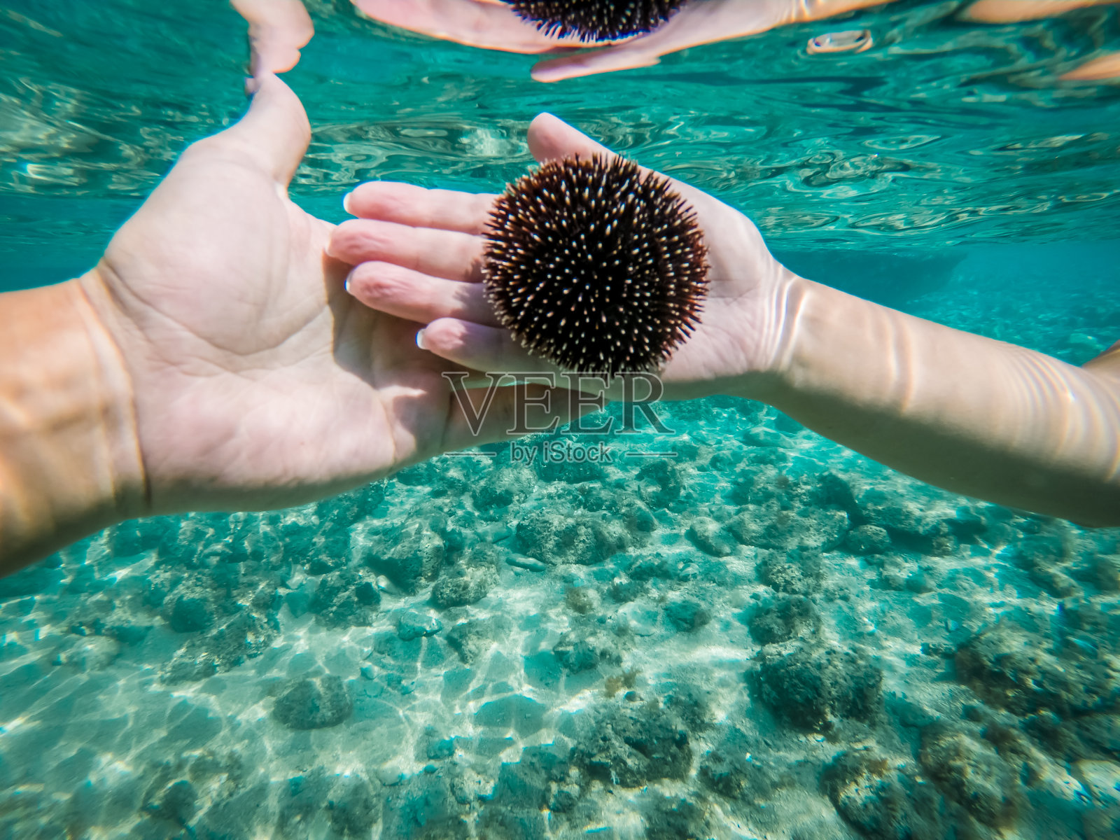 亚得里亚海中的海胆照片摄影图片